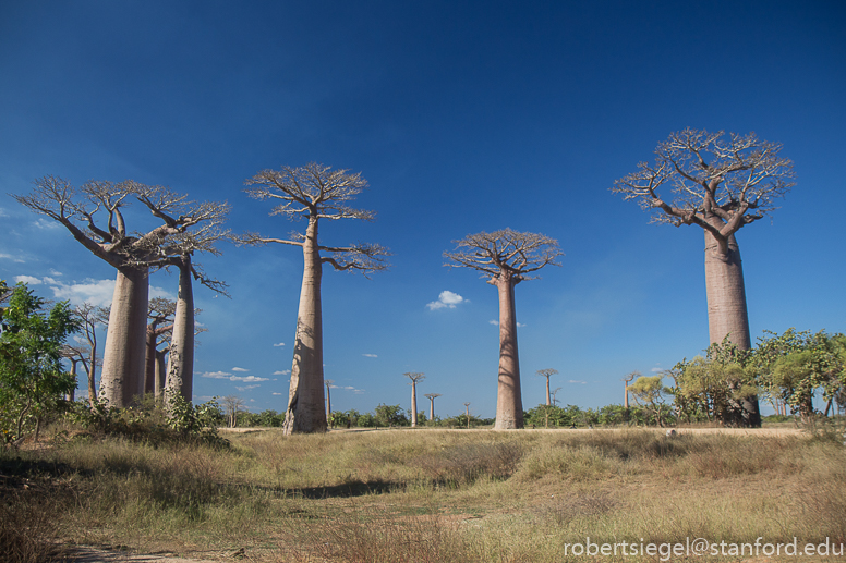 baobab